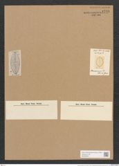 Stauroneis obesa Grev. (de-Toni-Nr.: Genus 6, Species 932) Zeichnungen Sammlung Grunow Nr. 1790 (NHMW-BOT-W0368693)